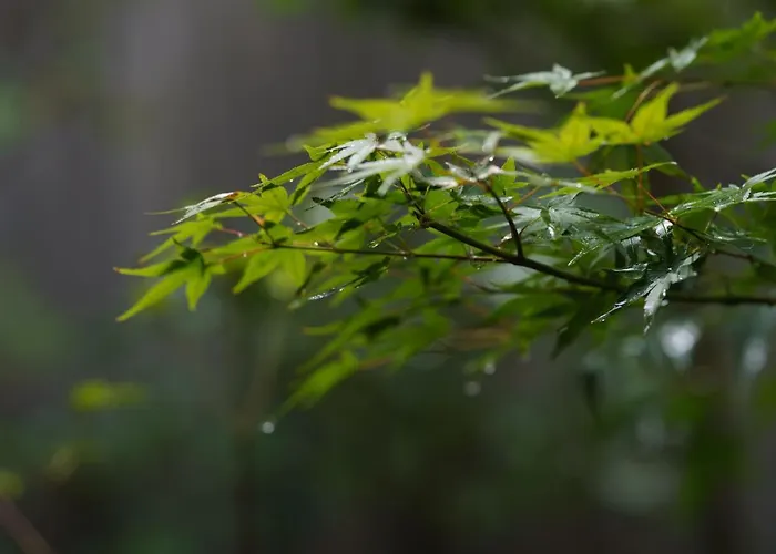 滔々 御崎 町家の宿 Toutou Onzaki Machiya No Yado